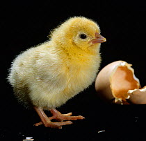 Light Sussex hen chick {Gallus gallus domesticus} birth sequence 5/8. The day-old-chick can stand upright, run about and feed itself.