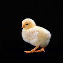 Light Sussex hen chick {Gallus gallus domesticus} birth sequence 7/8. Chick one-week-old