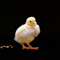 Light Sussex hen chick {Gallus gallus domesticus} birth sequence 8/8. Chicken ten-days-old