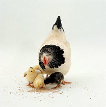 Light Sussex hen {Gallus gallus domesticus} and chicks pecking grain