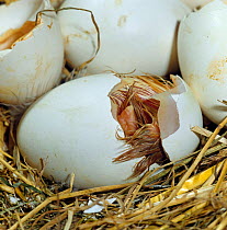 Bantam chick {Gallus gallus domesticus} hatching. The chick heaves the cracked shell apart.
