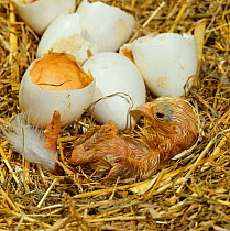 Newly hatched Bantam chick {Gallus gallus domesticus}. Chick struggles out of the egg pushing with head and feet.