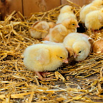 2-day-old chicks {Gallus gallus domesticus} finding wheat grains among straw, with hatched eggshells.
