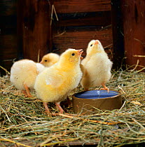 Cockerel chicks {Gallus gallus domesticus} drinking. 5-days-old