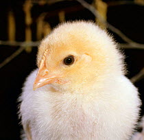 Portrait of a chick {Gallus gallus domesticus} 3-week-old