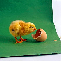 Yellow chick {Gallus gallus domesticus} Day-old with its own eggshell.