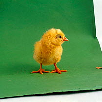 Day-old yellow chick {Gallus gallus domesticus}