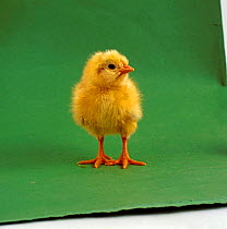 Day-old yellow chick {Gallus gallus domesticus}