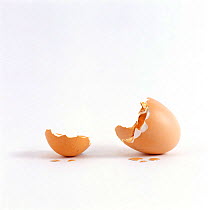 Broken eggshell {Gallus gallus domesticus} after chick has hatched