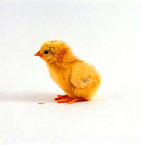 Profile of yellow chick {Gallus gallus domesticus}