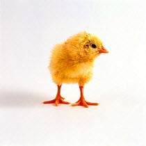 Yellow chick {Gallus gallus domesticus}