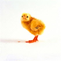 Yellow chick {Gallus gallus domesticus} with a piece of eggshell