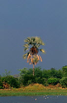 Real fan palm {Hyphaene petersiana} Okavango Delta, Botswana