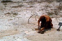 Kalahari bushman setting trap, Kalahari desert, Botswana c1990