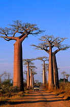 'Avenue of the Baobabs' {Adansonia grandidieri} Morondava, Madagascar
