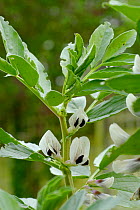 Broad bean {Vicia faba} plant in flower,  UK.