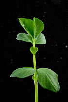 Broad bean {Vicia faba} plant leaves UK.