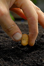 Planting Broad bean {Vicia faba} seed in soil, Bristol, UK