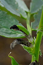 Broad bean {Vicia faba} Close-up of developing bean pod, UK.
