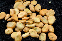 Pile of Broad bean seeds ready for planting
