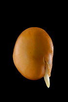 Germinating Broad bean seed {Vicia faba} with developing root