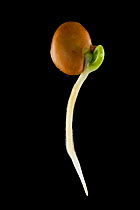 Germinating Broad bean {Vicia faba} developing root and sprouting shoot, UK.