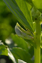 Broad bean {Vicia faba} Close-up of developing flower, Bristol, UK.