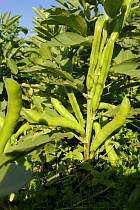 Broad Bean plant {Vicia faba} with developed pods, Bristol, UK.