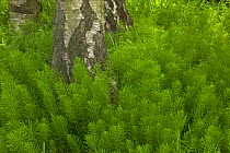 Horsetail {Equisetum} growing round  Silver Birch {Betula verrucosa} UK.