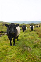 Belted Galloway cattle {Bos taurus}, used to renovate heather moors in Britain, UK.