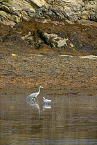 Grey Heron {Ardea cinerea} and Little Egret {Egretta garzetta} fishing in Roseland creek, Cornwall, UK.