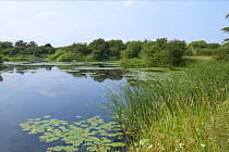 Freshwater pond with water lilies, Croston, Lancashire, UK. - The Croston Worm / Ribbon worm {Prostoma jenningsi} is endemic to the pond.