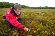 Scientist researching bogland habitat, identifying grasses, UK.