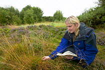 Scientist researching heathland habitat, identifying grasses, UK.