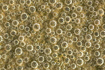 Close-up of air bubbles at the bottom of rockpool, Morecambe Bay, Lancashire, UK.