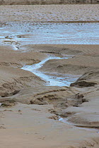 Channel running through mudflats into estuary, Morecambe Bay at Silverdale, Lancashire, UK