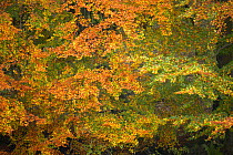 Beech tree {Northofagus sp.} autumn, UK.