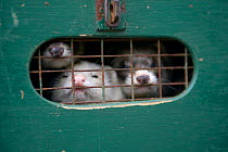 Ferrets {Mustela putorius furo} being transported in box, UK.