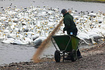 Warden feeding Whooper Swans {Cygnus cygnus} at Martin Mere WWT reserve, UK.