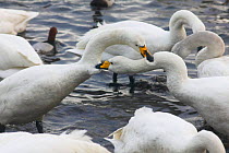 Whooper swans {Cygnus cygnus} fighting over grain, Martin Mere WWT reserve, UK.