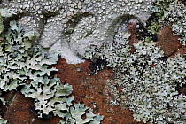 Close-up of mosses and lichens on gravestone, UK.