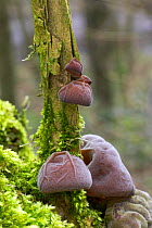 Jelly Ear / Jews's Ear fungus {Auricularia auricula judae} on Elder in woodland, UK.