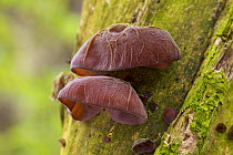 Close-up of Jelly Ear / Jews's Ear fungus {Auricularia auricula judae} on Elder in woodland, UK.