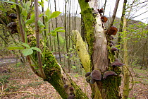 Jelly Ear / Jews's Ear fungus {Auricularia auricula judae} on Elder in woodland, UK.