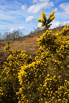 Gorse {Ulex europaeus} in flower, growing on upland heath, Lancashire, UK.
