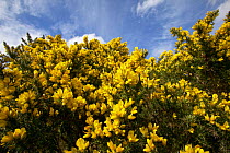Gorse {Ulex europaeus} in flower, upland heathland, Lancashire, UK.