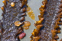 Fronds of Sea Belt Kelp {Laminariales} Kimmeridge Bay, Purbeck, Dorset, UK.