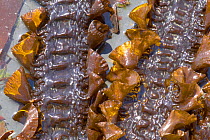 Fronds of Sea Belt Kelp {Laminariales} Kimmeridge Bay, Purbeck, Dorset, UK.