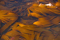 A tangle of Kelp {Laminariales} Kimmeridge Bay, Purbeck, Dorset, UK.