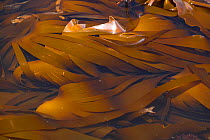 A tangle of Kelp {Laminariales} at Kimmeridge Bay, Purbeck, Dorset, UK.